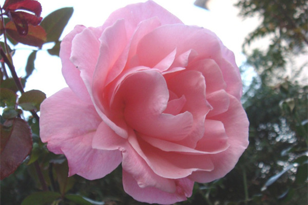 3招讓你的月季花開滿枝