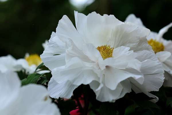 家庭常見花卉養(yǎng)護(hù)寶典，有了它，養(yǎng)花不再難