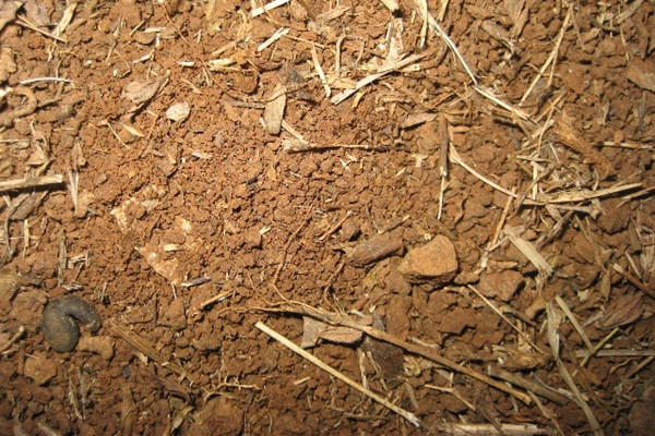 還花錢買營養(yǎng)土?傻!3招教你自制肥沃營養(yǎng)土