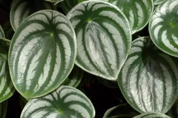 天了嚕！長的像西瓜的葉子你見過嗎