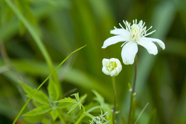 這12款花卉，滿足你好花常開的愿望