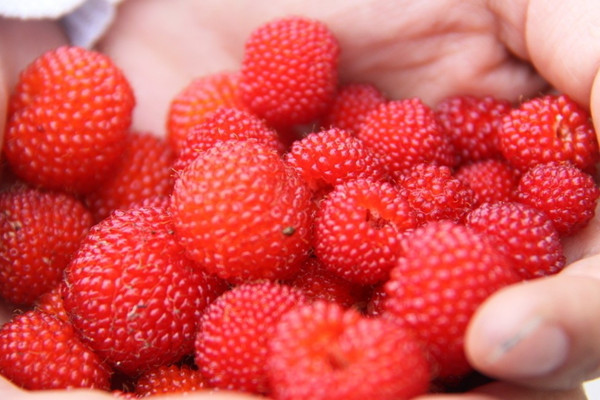 不花錢，就能吃到的野花野果