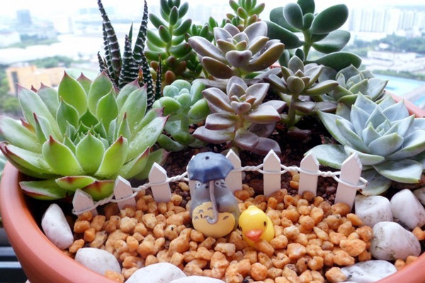 150多種多肉植物養(yǎng)護(hù)對(duì)照表，最全啦