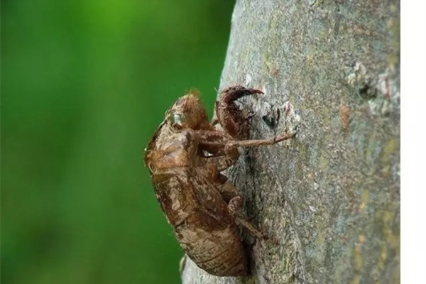 陪伴童年的20只昆蟲，好懷念
