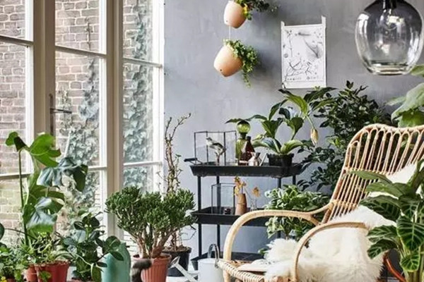 選對(duì)植物旺家財(cái)，財(cái)運(yùn)好運(yùn)擋不住