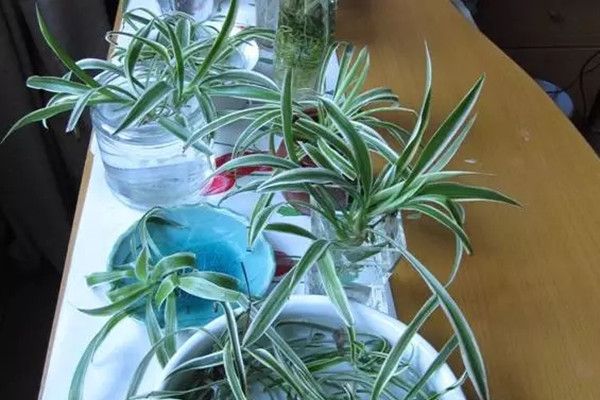 這14種水培的花，不需照顧就能活