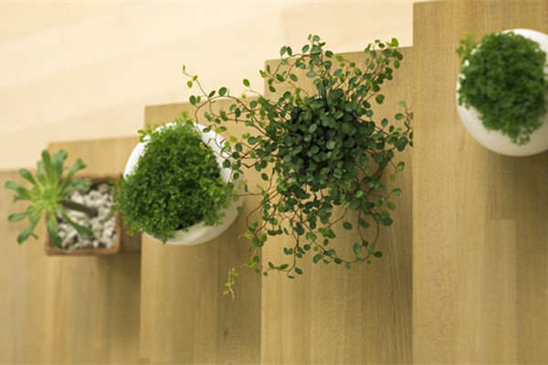 這11種常見小盆栽，竟然可以當(dāng)藥用