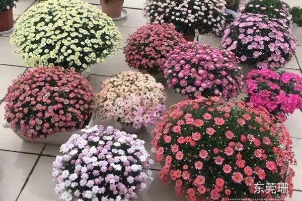 種啥花都開成花球，她做到了