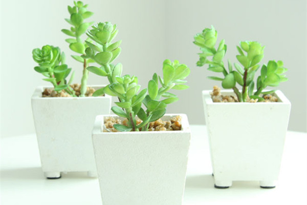 這18種夏季休眠盆栽正在生死關(guān)頭，稍不留神就會(huì)掛