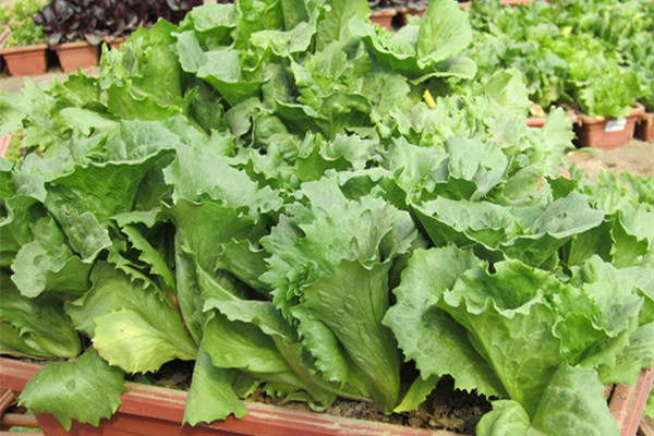 陽臺(tái)種菜又種瓜！新鮮美味你我他