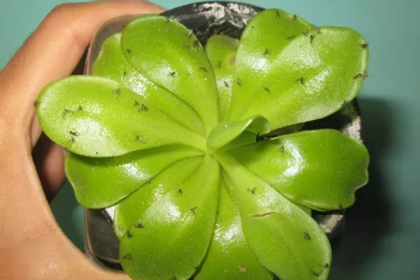 教你徹底消滅惱人的小黑飛