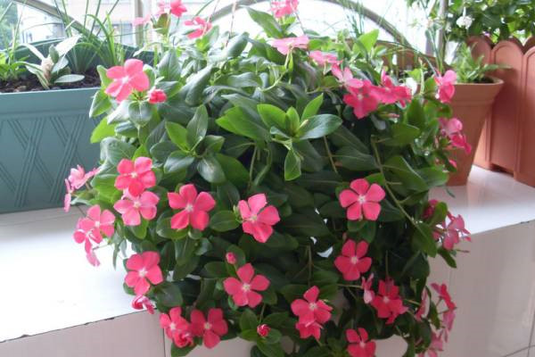 夏天種這14種花，讓你花開一夏