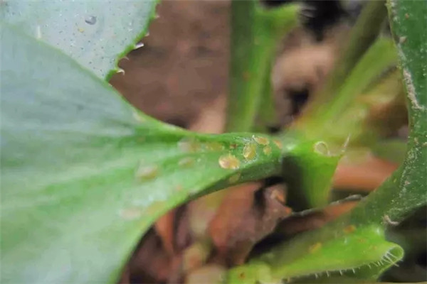 掌握這5點，養(yǎng)花再也不招蟲！