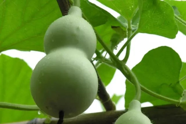 吃完桃杏李,剩下的種子又能種盆栽啦