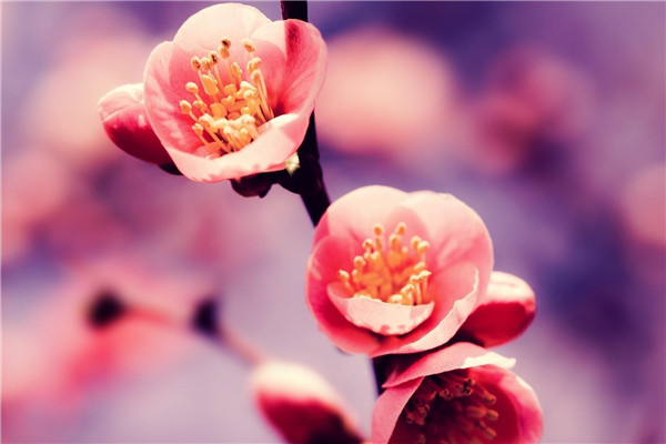 家庭自制殺蟲劑，好用無公害！