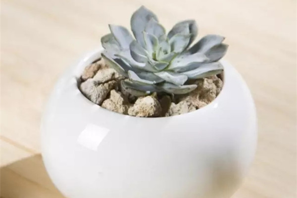 拿什么拯救你，我的“歪腦袋”肉肉