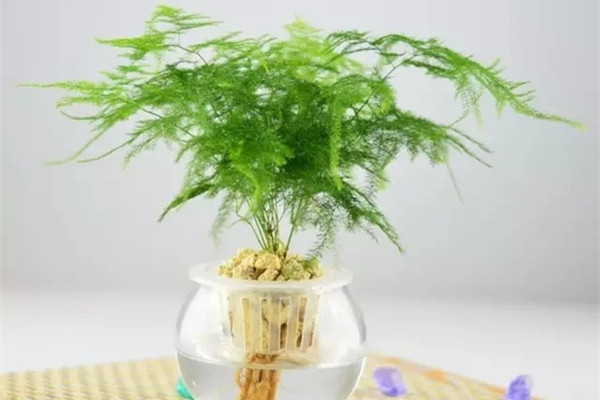 文竹修剪矮壯技巧都在這，再也不用擔心它瘋長啦