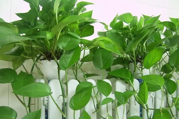 這11種花，沒養(yǎng)過花的人都能種活