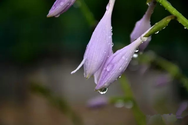 夏季多雨，這些花兒要防淋雨