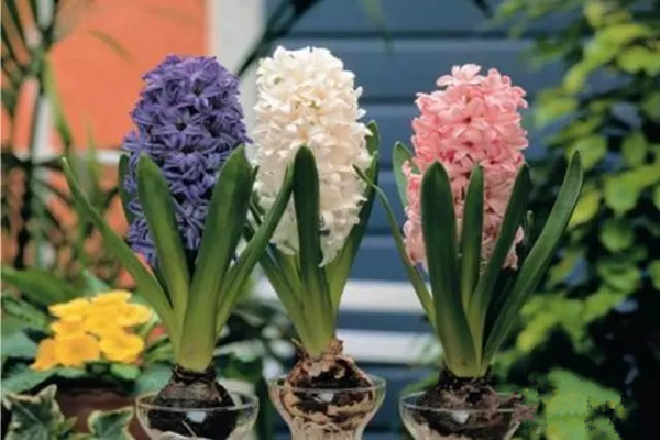 除了吸甲醛，植物還有你意想不到的8大功能