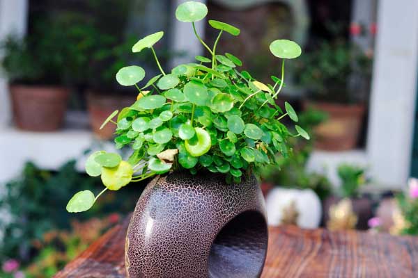 這些養(yǎng)花技巧你怎么不早告訴我