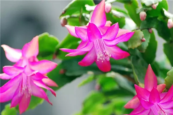 蟹爪蘭6大養(yǎng)護問題，一次幫你解決