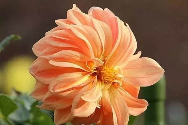 10種花現(xiàn)在種,秋天就能繁花似錦了