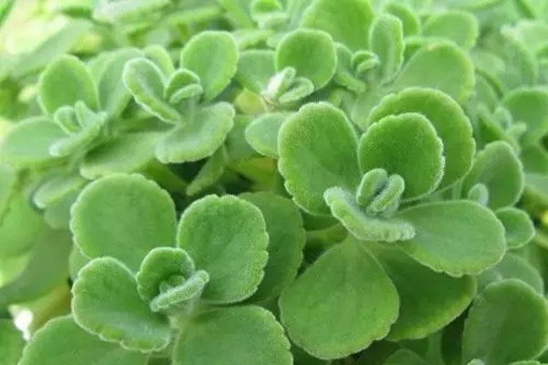 最常見的香草植物，你種過幾種