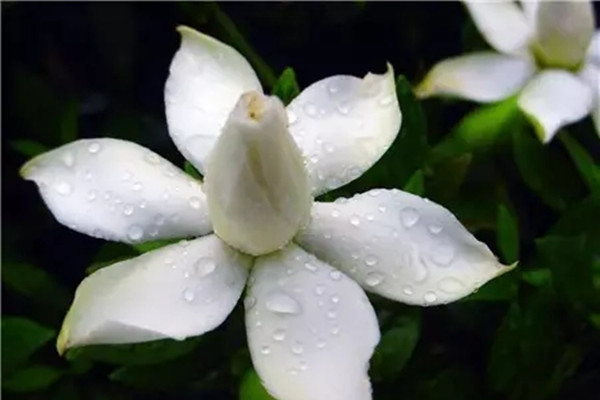 梔子花、木槿花、南瓜花都很好吃