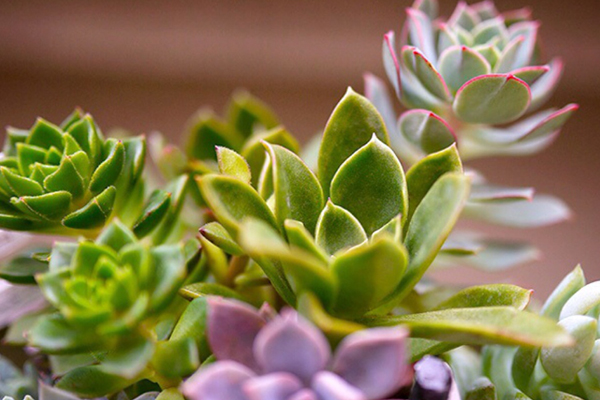 多肉養(yǎng)護70條建議