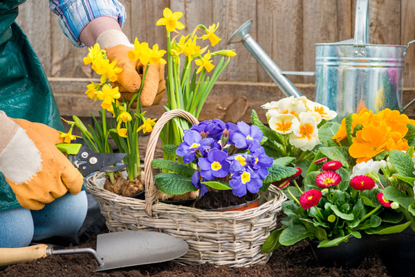 草本花卉修剪秘笈,養(yǎng)花必看