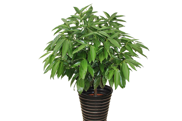 盤點十種霸氣的大型盆栽