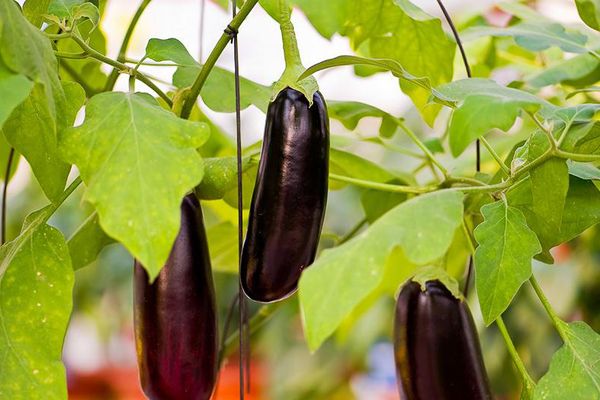 陽臺種菜的10大問題