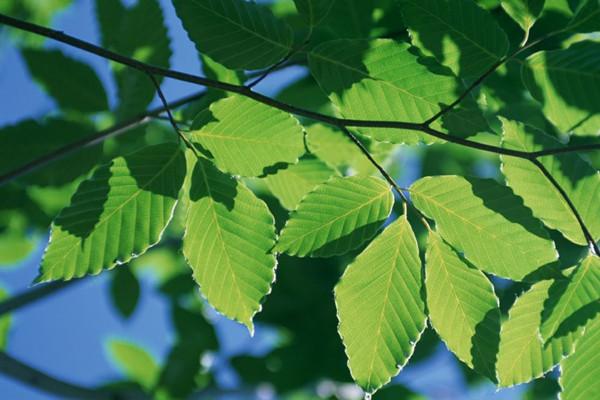 植物的20個(gè)表現(xiàn)，可以知道你養(yǎng)的好不好