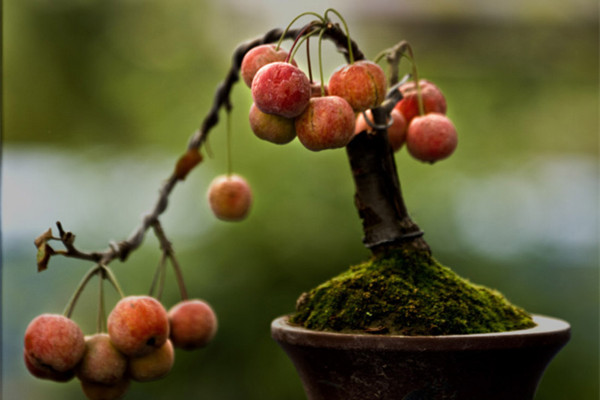 這些果樹用花盆就能種，太實惠了