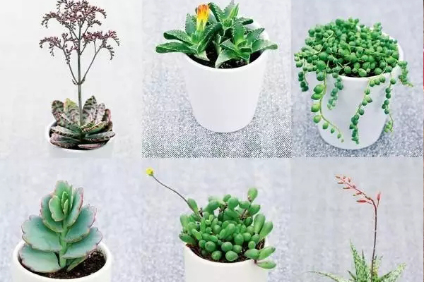 欣賞多肉開花,就選這六種