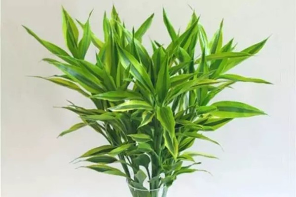 水培富貴竹十大養(yǎng)護(hù)要點