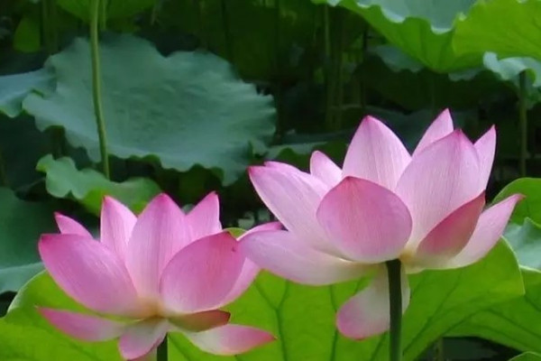 夏天~盆栽荷花養(yǎng)護(hù)大全