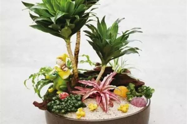 觀葉綠植也可以拼盤組盆