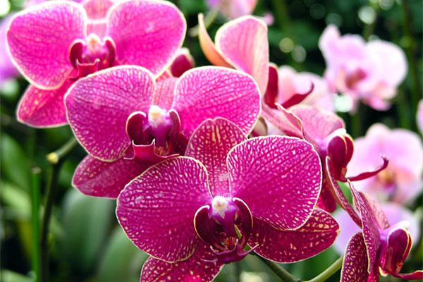 16種常見蘭花的養(yǎng)護(hù)大全