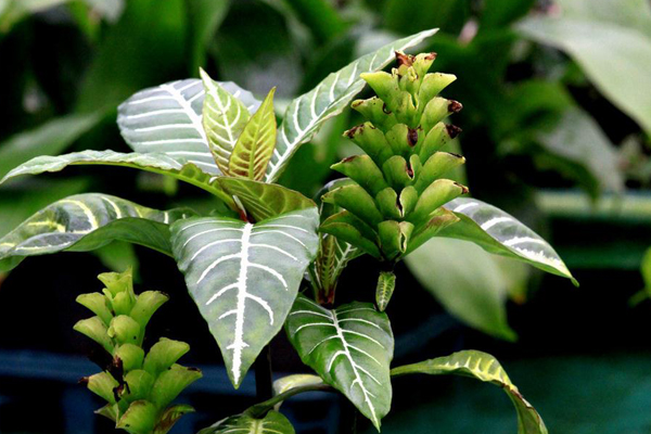 養(yǎng)花太難,那就養(yǎng)葉子吧