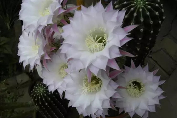 如何給你的仙人掌花授粉