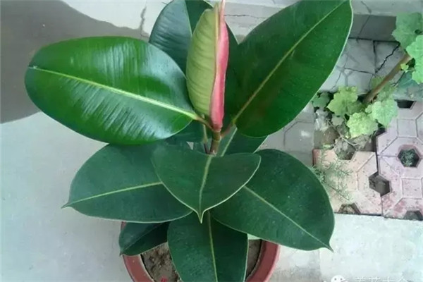 簡單又好操作的6個養(yǎng)花小竅門