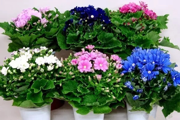 花卉養(yǎng)護(hù)五忌六戒九原則