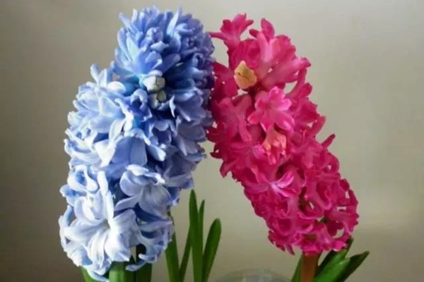 常見9種球根花卉養(yǎng)護(hù)法