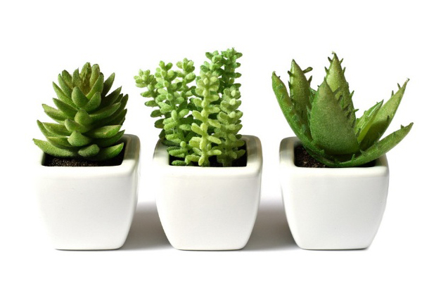 不用勤澆水也能活的植物