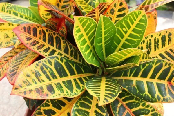 花要這樣養(yǎng)才長得好