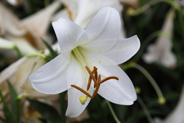 成為養(yǎng)花高手第一步，選對適合養(yǎng)的花