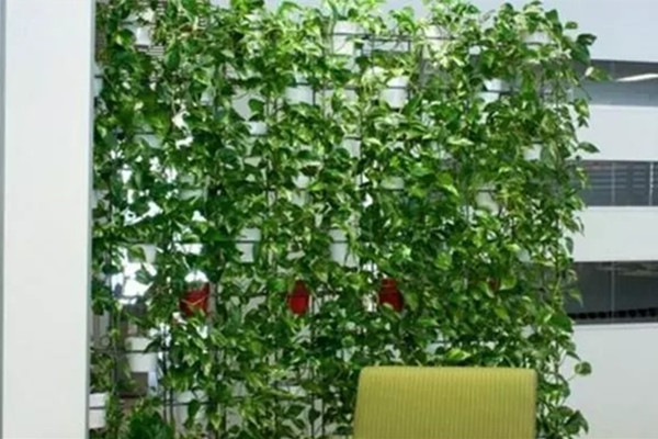 讓綠蘿爬滿整間屋子