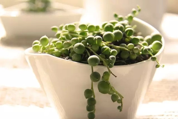 怎么讓珍珠吊蘭（佛珠）爆盆